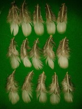 LADY AMHERST PHEASANT