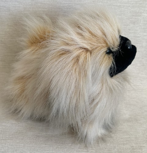 Keel pekingese dog - keel, toy