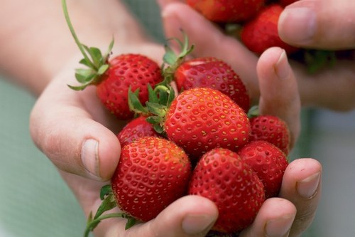 Large strawberry - large,