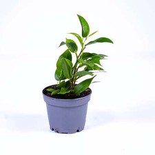 Ficus benjamina Weeping Fig 6cm Live Tropical Terrarium Plant Easy creeper house