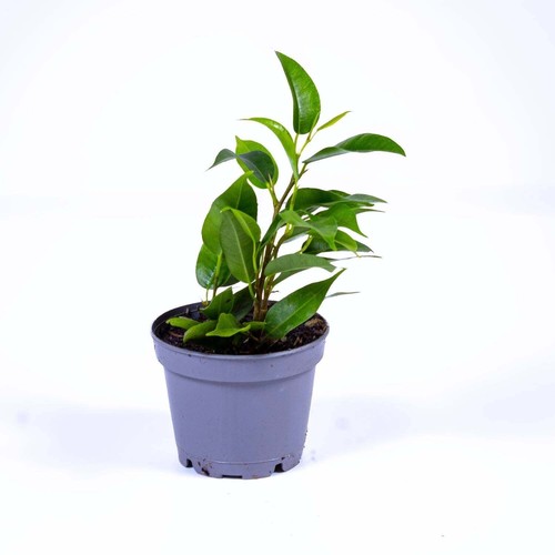 Ficus benjamina weeping - ficus,