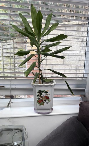 Dracaena indoor potted - indoor,