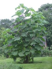 Paulownia Tree (Foxglove Tree) Empress Tree in 9cm Pot
