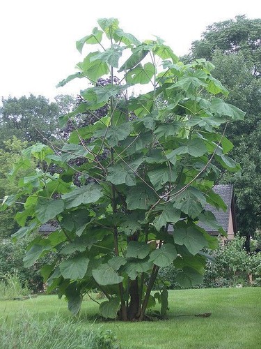 Paulownia tree - (foxglove, tree)