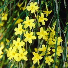 Winter Jasmine Jasminum nudiflorum - Established Plant in 9cm Pot R