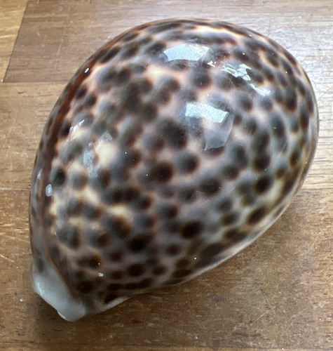 Large cowrie shell - large,