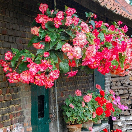 Belgian giant trailing - giant,