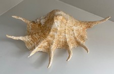 GIANT SPIDER CONCH SHELL