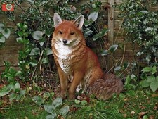 SITTING FOX, LIFE SIZE By