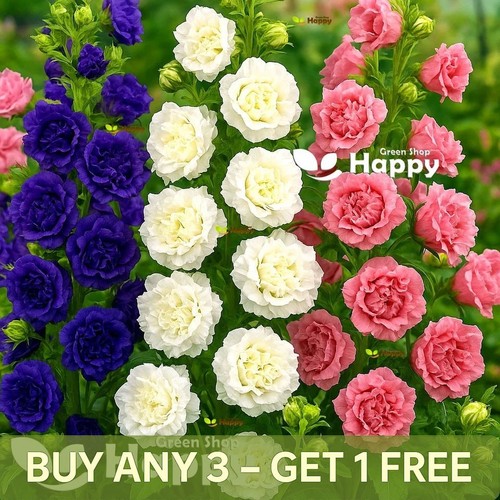 Canterbury bells double mix - bells,
