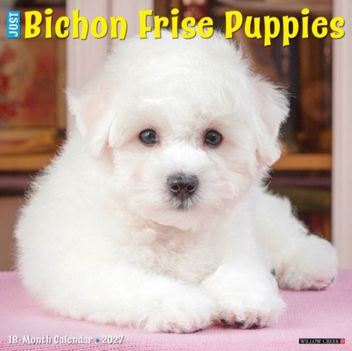 Bichon frise puppies 2027 - bichon,