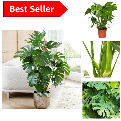 Indoor monstera swiss cheese - monstera,