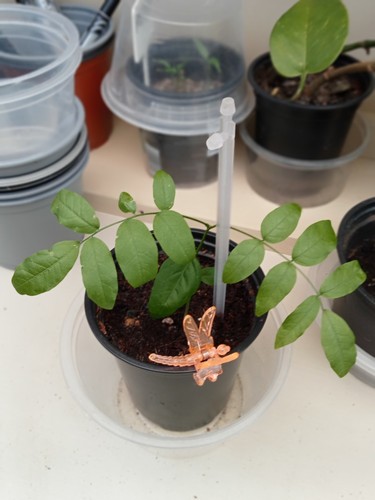 Small wisteria for bonsia - small,