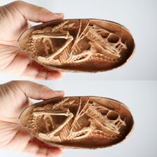 Velociraptor Dinosaur Egg