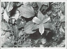 1970 Press Photo Green