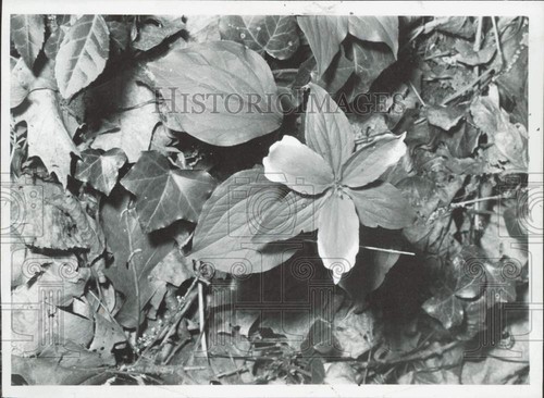 1970 press photo - 1970, green