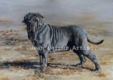 Neapolitan Mastiff Signed Dog