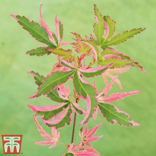 Acer palmatum taylor - 10,