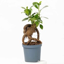 Ficus ginseng microcarpa Ficus Bonsai 6/7cm Live Tropical Terrarium Plant Easy B