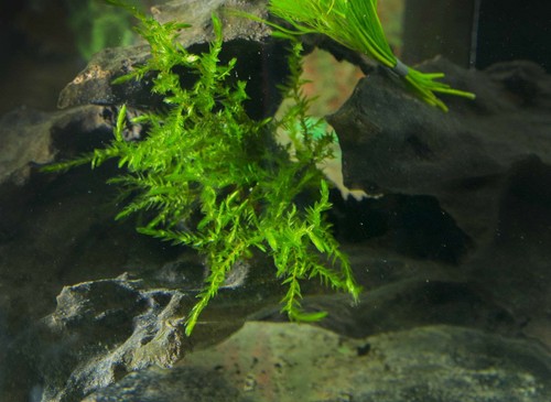 Fontinalis 1 - fontinalis,