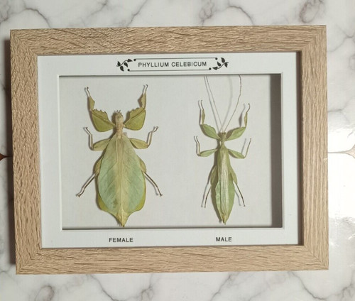 Taxidermy framed real - taxidermy,