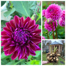 Purple Gem Dahlia 10 Tubers