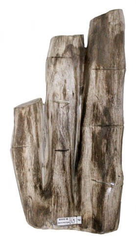 Bamboo fossil petrified - bamboo,