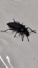 Darkling Beetle Zophoras Morio