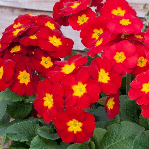 Polyanthus red colourful - polyanthus, |