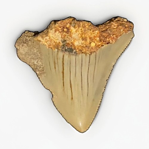 Beautiful megalodon - beautiful,
