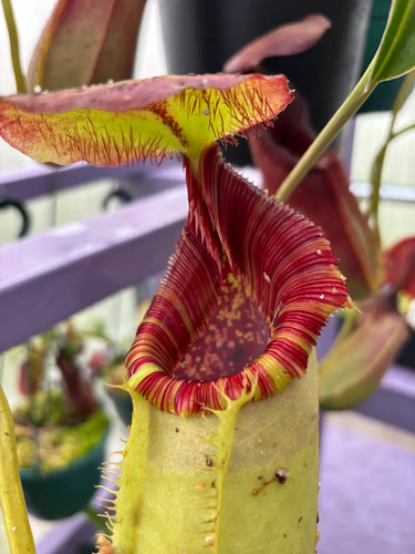 Seed nepenthes spathulata x - seed, (spathulata