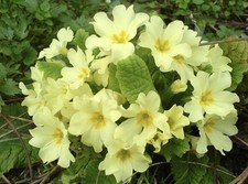 Primula Vulgaris (Primrose)