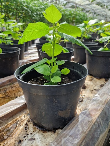 Common fig plant - plant,, ficus