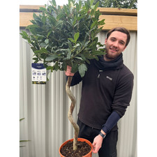 Bay Tree Plant Large Spiral