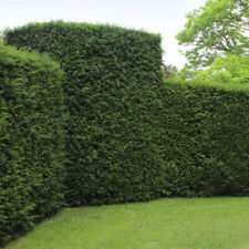 English Yew Hedging Plants 20-40cm Taxus Baccata Dense Evergreen Hedge Potted