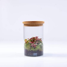 Ready-made Tropical Fittonia Terrarium No Assembly and Low Maintenance Ecosystem