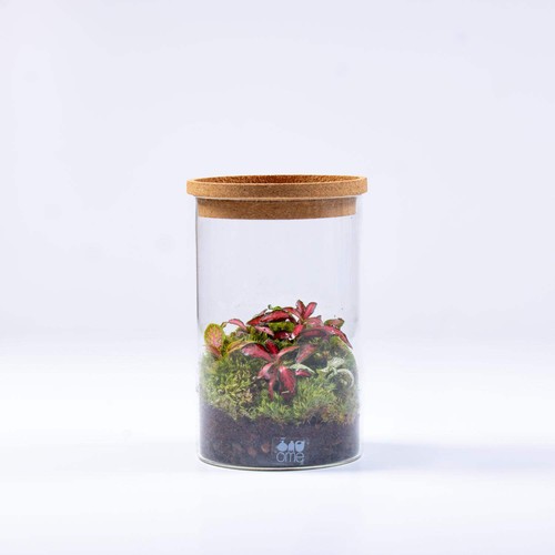 Ready made tropical - ready-made, fittonia