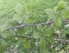 Freshly Picked Brambles Stick