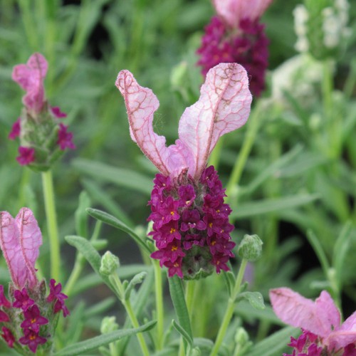 French lavender lavita - french,