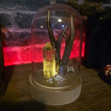 Stunning Light Up 2x Deer