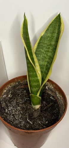 Snake plant sansevieria - snake, sansevieria: