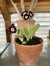 Primula Auricula Julia Jane