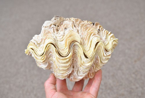 Natural clam clamshell - clam,