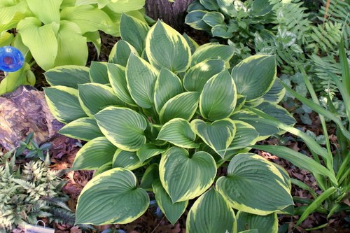 Hosta fortunei marginata - fortunei',