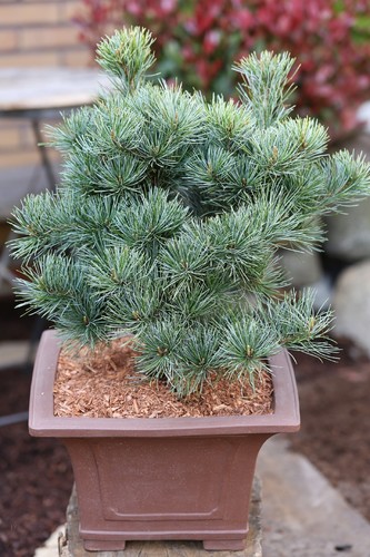 Pinus parviflora negishi - pinus, parviflora"negishi"