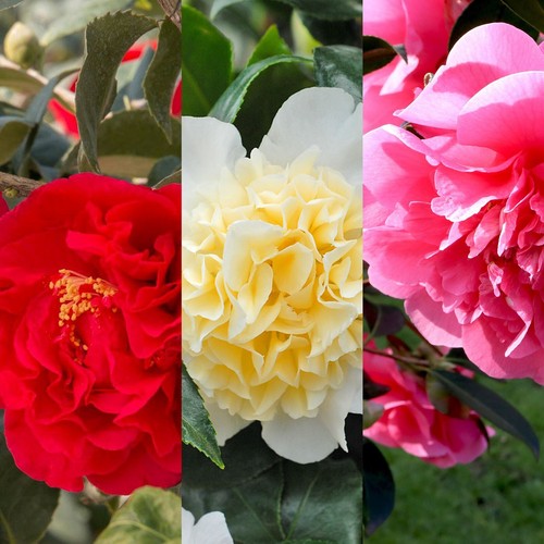 Camellia plant japonica - japonica, 3
