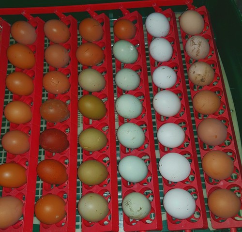 Eggs from - 🐓,