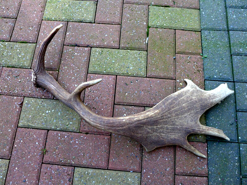 Fallow deer antler stick - fallow,