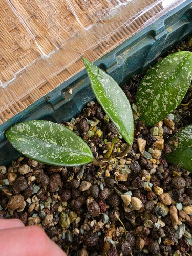 Hoya carnosa stardust - carnosa, 'stardust'