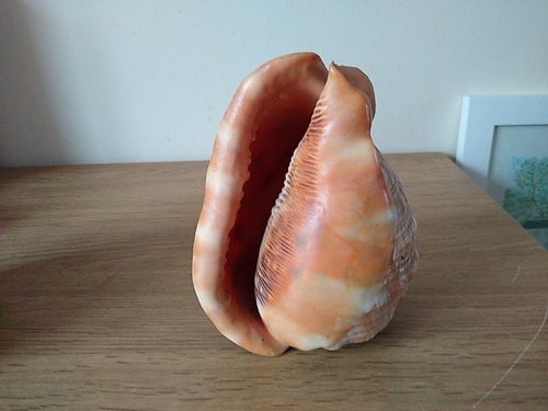 Bull mouth helmet conch - mouth, 15cm